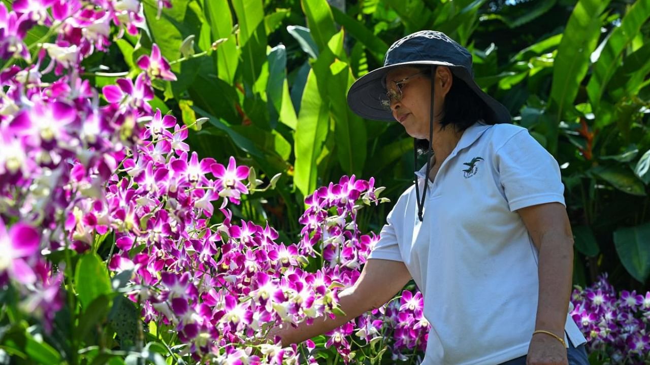 In this photo taken on September 12, 2022, Whang Lay Keng, curator at Singapore's National Orchid Garden, looks at the Dendrobium Elizabeth orchid plant, named after the late British queen Elizabeth II, at the National Orchid Garden in Singapore. Credit: AFP Photo