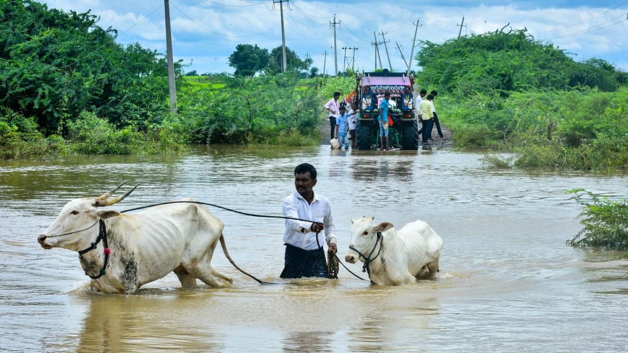 A farmer wades through knee-deep water along with his oxen near Tellur village in Afzalpur taluk of Kalaburagi district on Monday. Credit: DH Photo