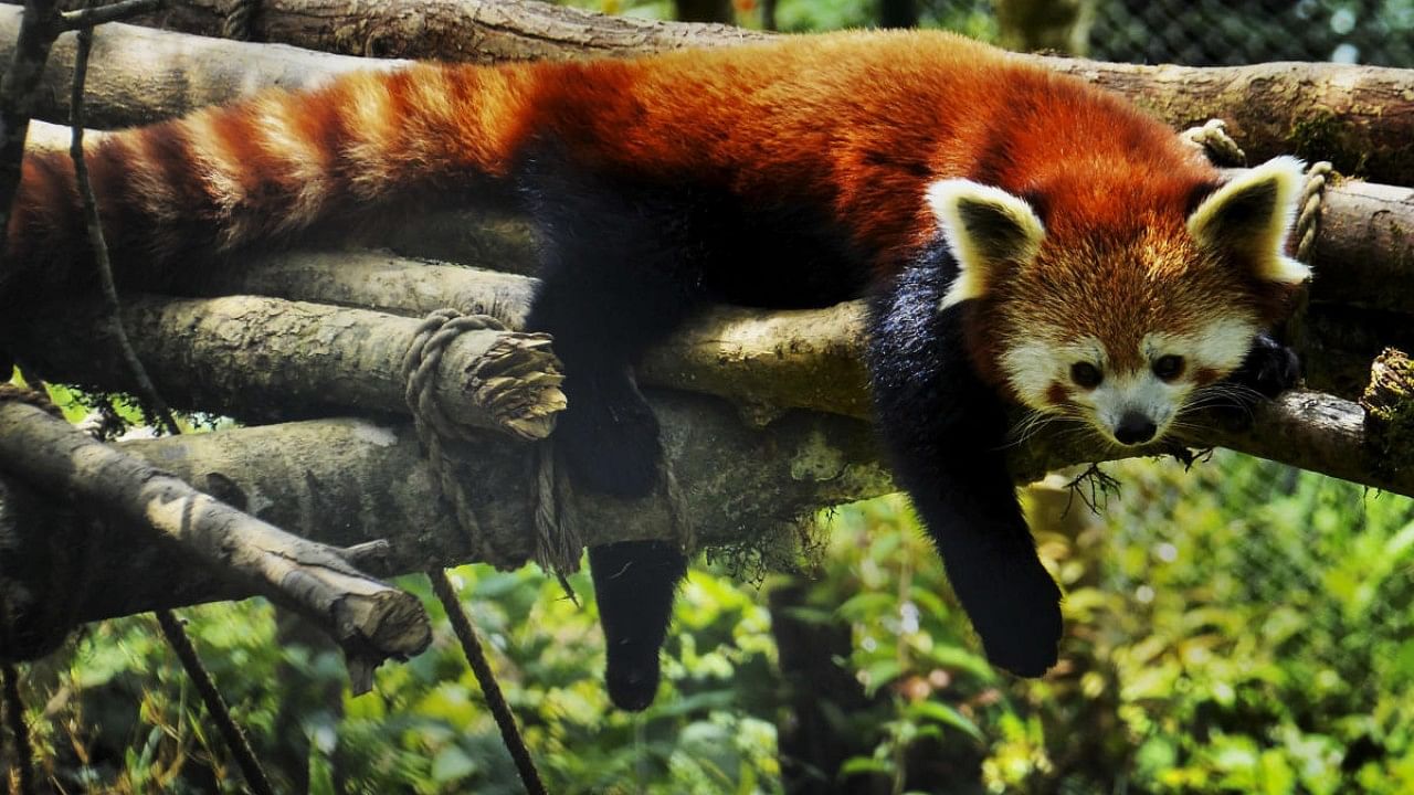 Red panda at Darjeeling Zoo. Credit: PTI Photo