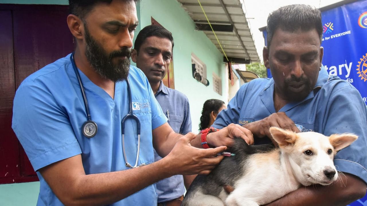 A dog is vaccinated against rabies, in Kochi. Credit: PTI Photo