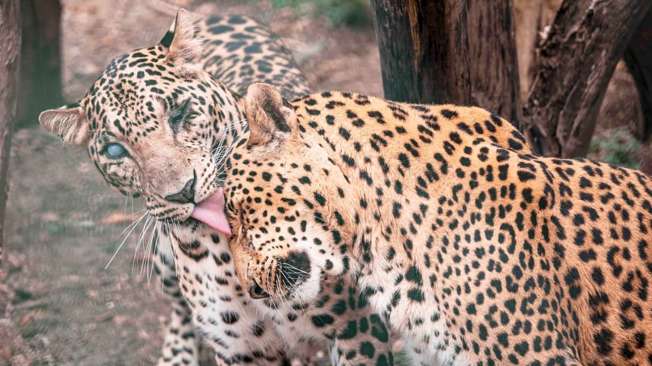 This is where Ganesh and Vitthal became an exception to the norm—the two struck up a friendship that could only be believed when seen. Credit: Wildlife SOS