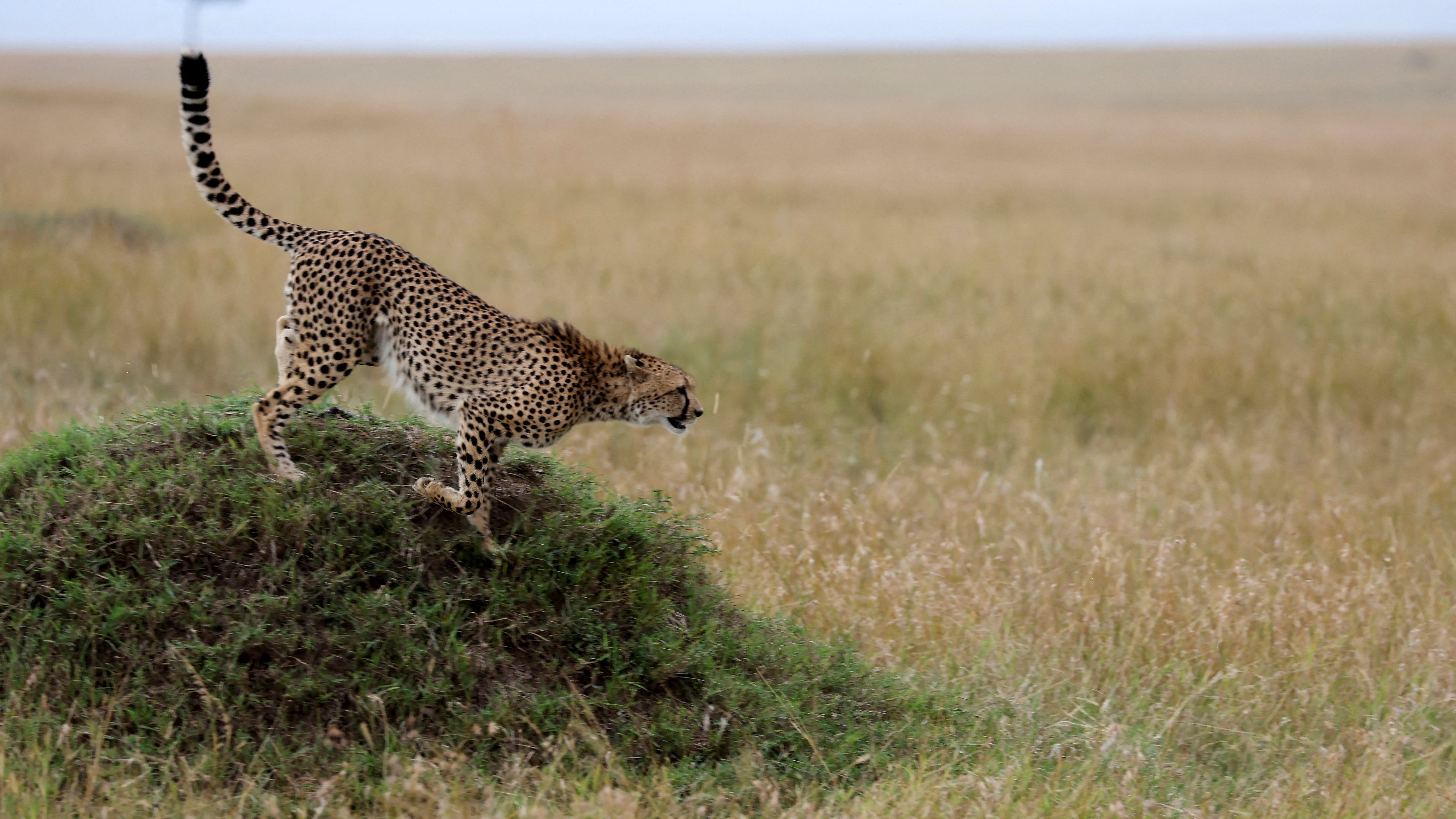 A cheetah runs off a mound in the Masai Mara National Park, Kenya. Credit: Reuters Photo