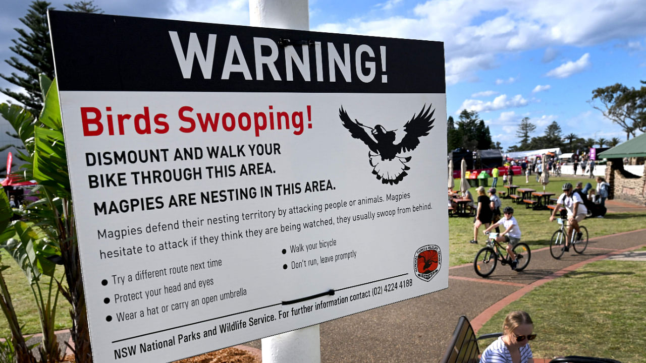 Cyclists pass by a sign warning people of swooping magpies in the fan zone at the UCI 2022 Road World Championship in Wollongong on September 17. Credit: AFP Photo