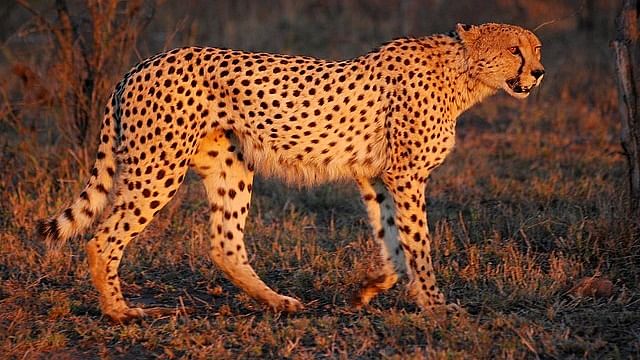 Cheetah. Credit: Wikimedia Commons