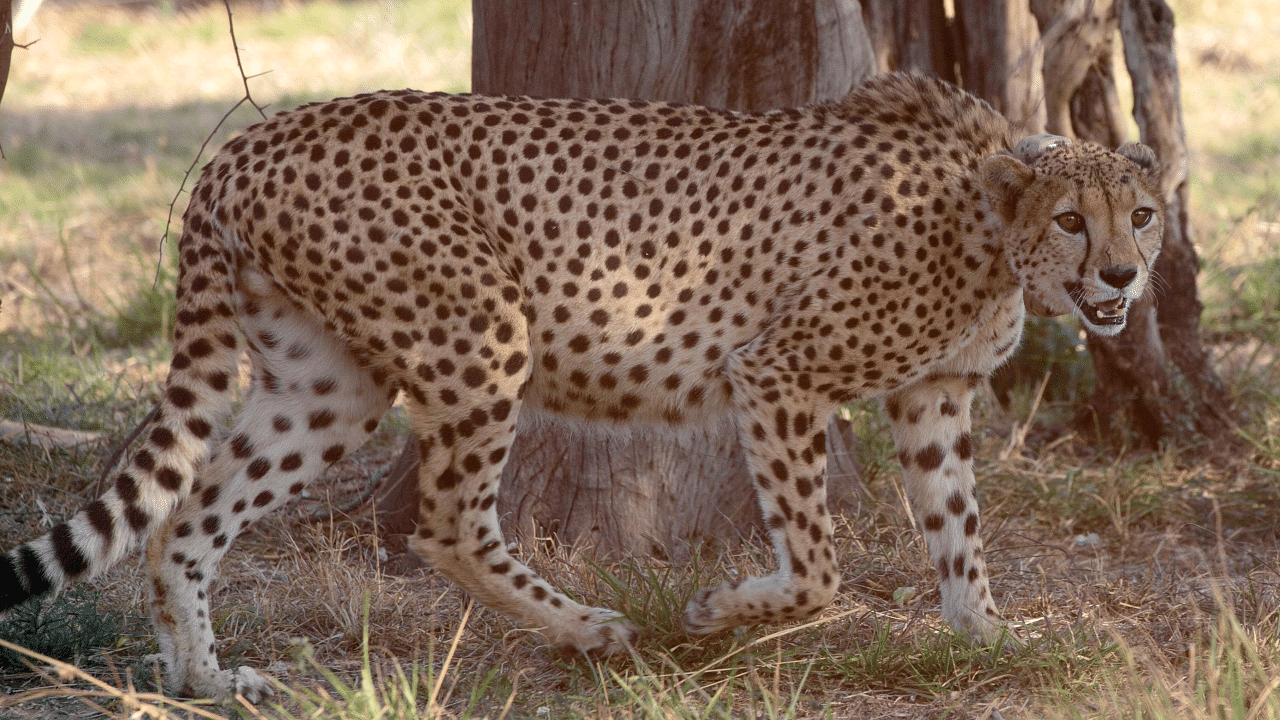 The cheetah is the only large carnivore that got completely wiped out from India. Credit: AP Photo