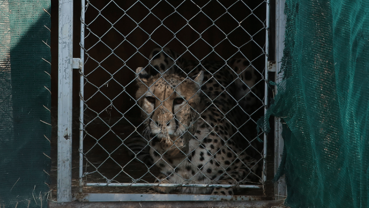 Eight wild cheetahs are being released in the Kuno National Park. Credit: AP Photo