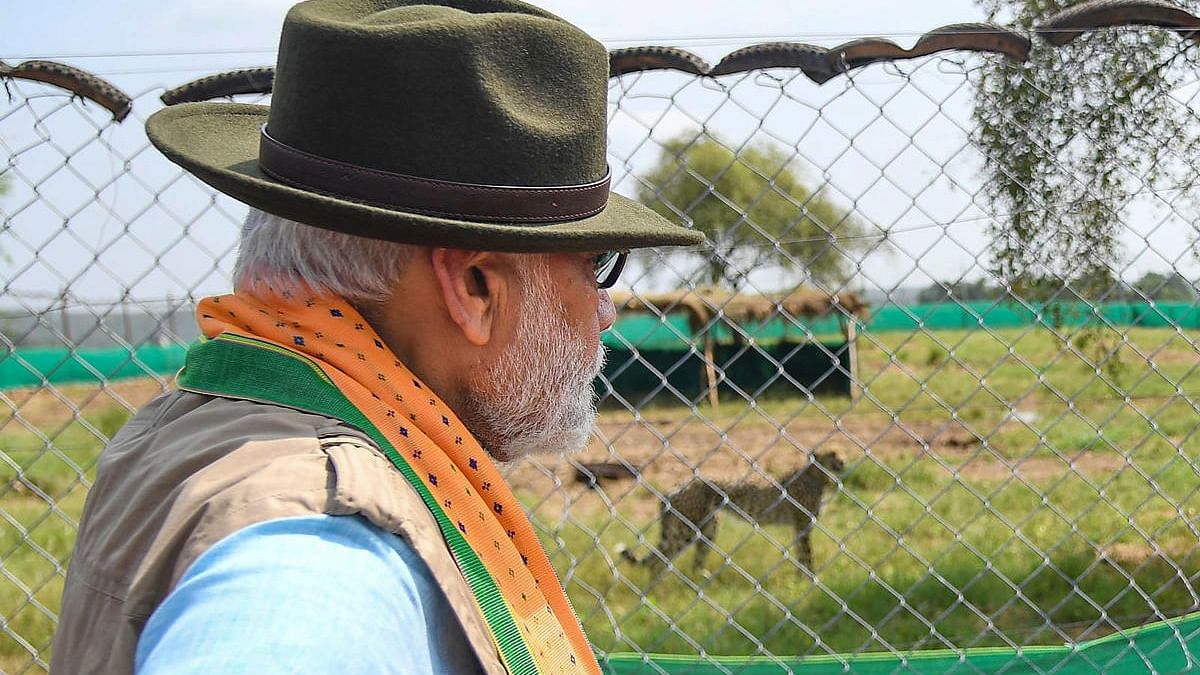 Prime Minister Narendra Modi after releasing cheetahs inside a special enclosure of the Kuno National Park in Madhya Pradesh. Credit: PTI Photo