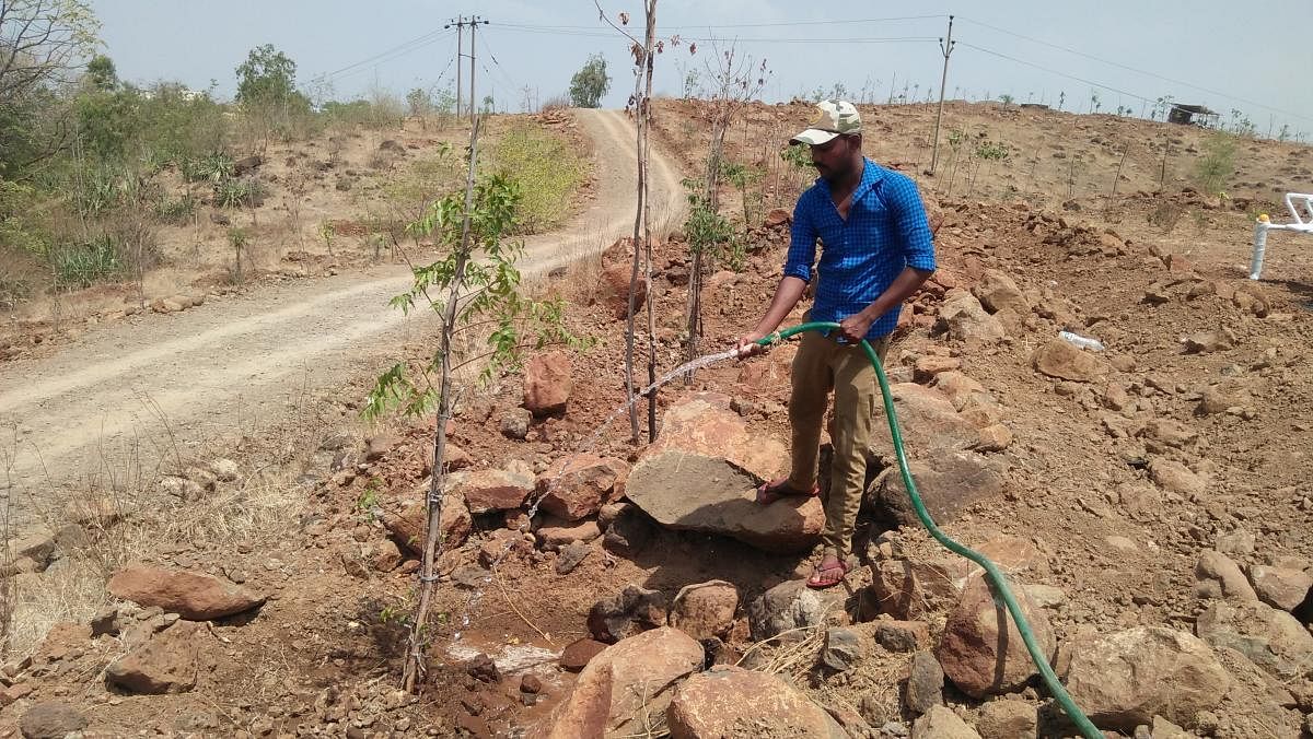 The case for afforestation has been a natural response in Bengaluru, a city with about 14.78 lakh trees on the last count. Credit: DH File Photo