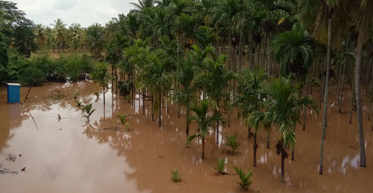 Arecanut plantation at Subrahmanya in Dakshina Kannada is flooded following heavy rain. The crop is cultivated over 1.22 lakh hectares in twin districts of DK and Udupi. Credit: DH File Photo