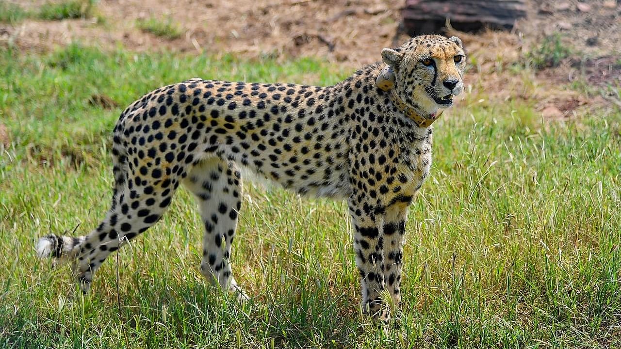 The cheetahs being brought from Africa are used to other predators such as leopards and lions. Credit: PTI Photo