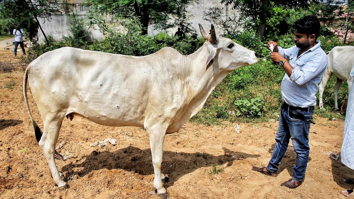 A member of Vishwa Hindu Parishad administers homeopathic medicine to a cow suffering from lumpy skin disease, in Jaipur. Credit: PTI Photo