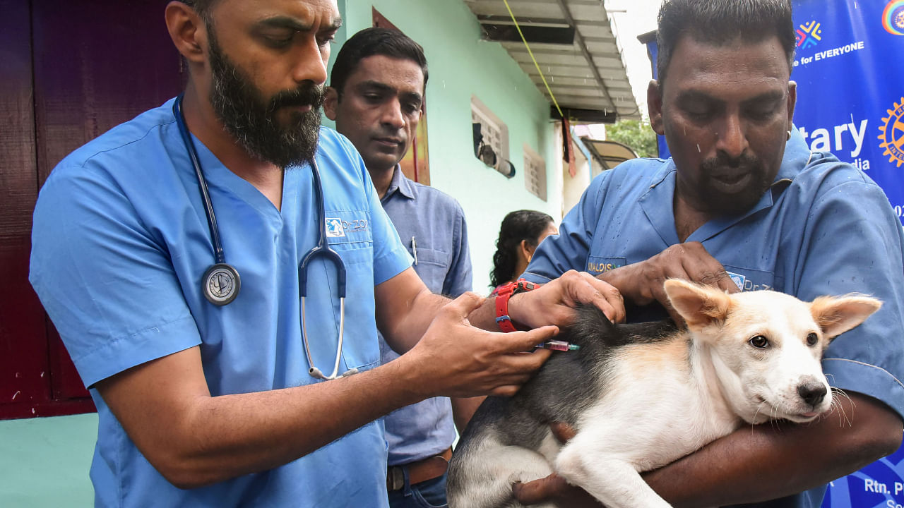 A dog is vaccinated against rabies, in Kochi, Wednesday, Sept 14, 2022. Credit: PTI Photo