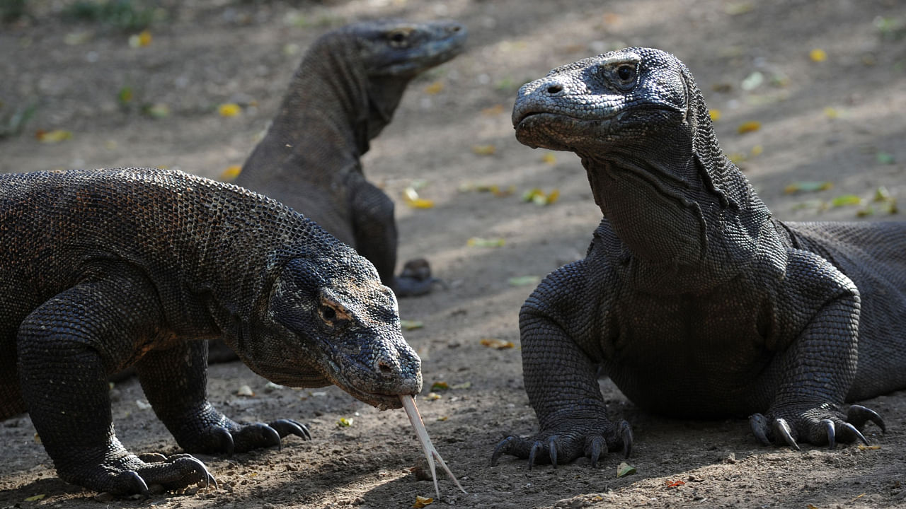 In this photo taken December 3, 2010, Komodo dragons search the shore area of Rinca island, a part of the protected area of Komodo National Park. Credit: AFP File Photo