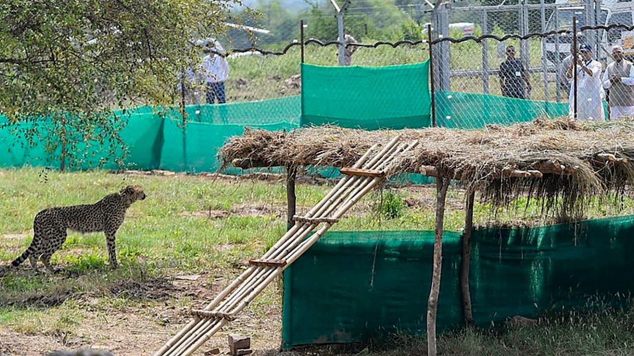 A cheetah after being released inside a special enclosure of the Kuno National Park in Madhya Pradesh. Credit: PTI Photo