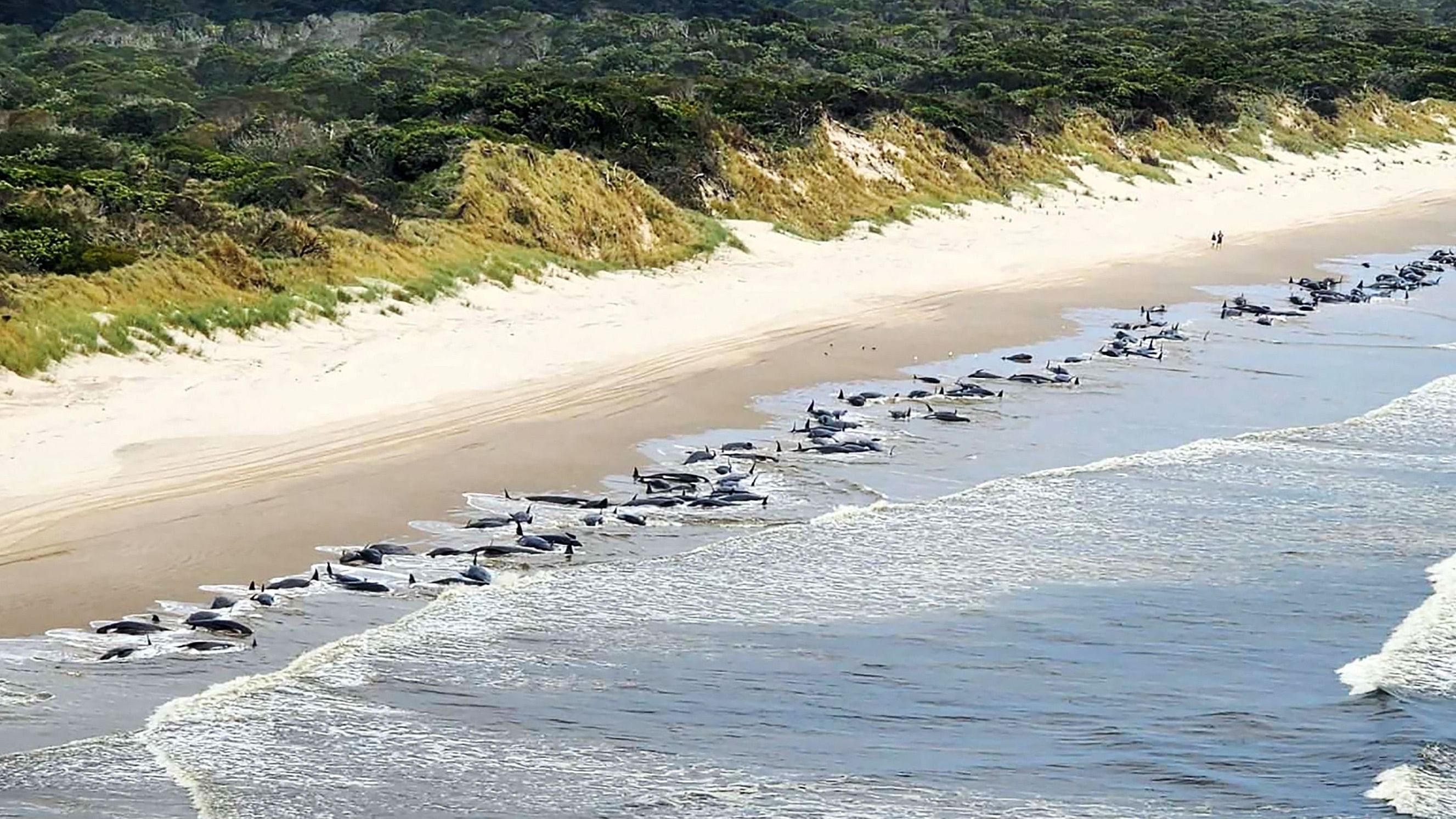 Aerial images showed a devastating scene of dozens of black glossy mammals strewn along a stretch of beach where the frigid southern ocean meets the sand. Credit: AFP Photo Photo