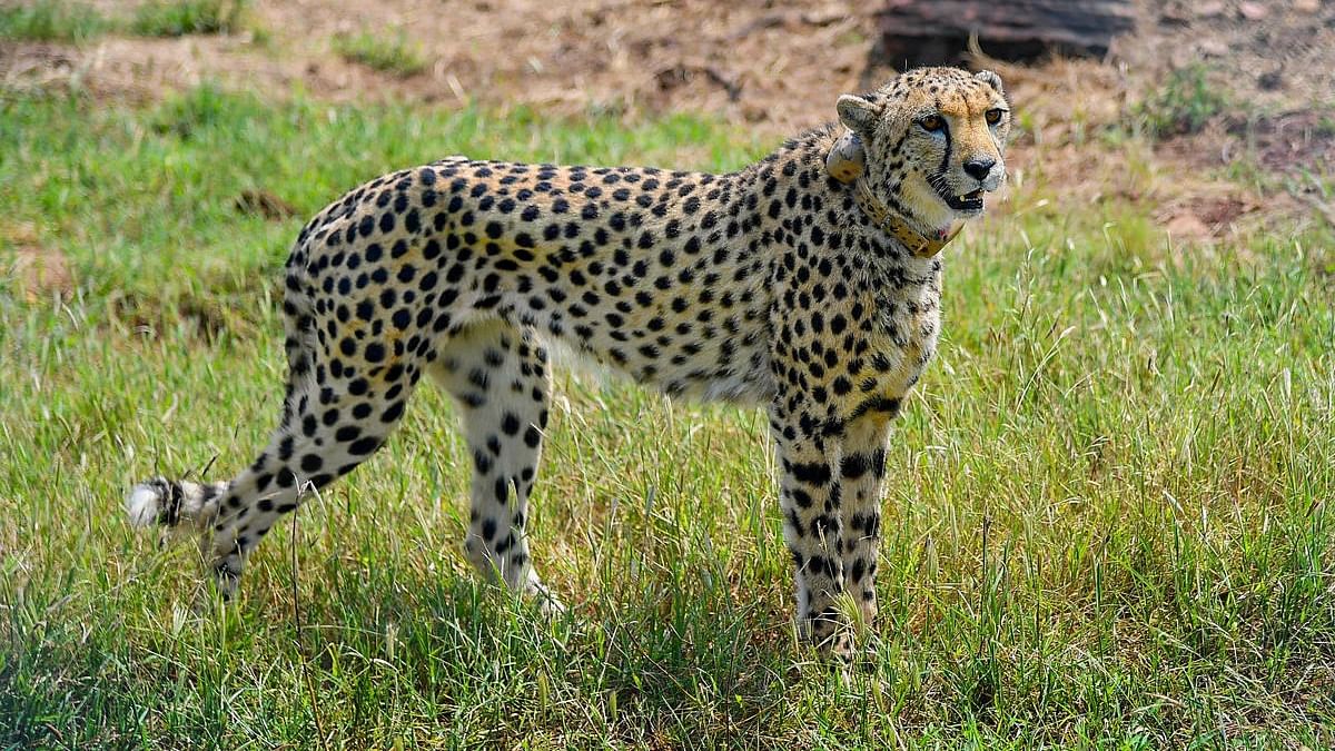A cheetah after being released inside a special enclosure of the Kuno National Park in Madhya Pradesh. Credit: PTI Photo