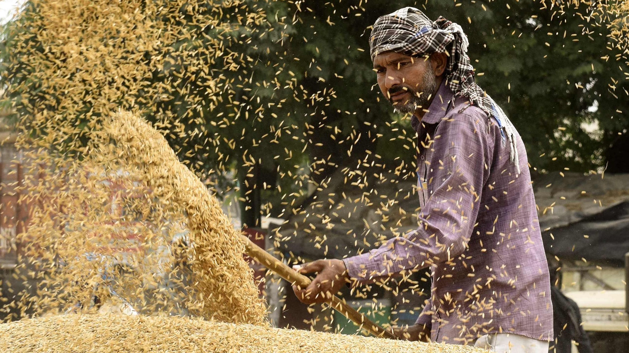 Early this month, the government had banned export of broken rice and imposed a 20 per cent export duty on non-basmati rice to boost domestic supplies paddy crop acreage in this kharif season.  Credit; AFP Photo