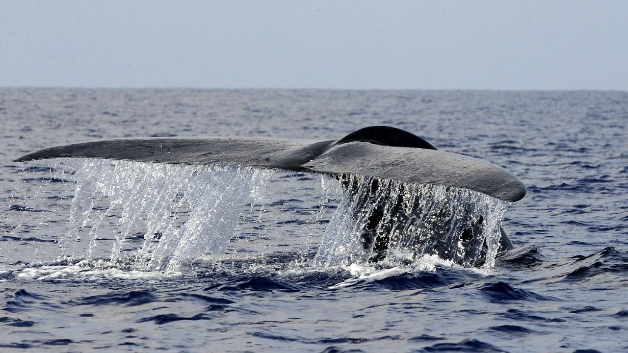 Weighing 160 tons, blue whales are the largest animals that have ever lived, but they’re no match for a 200,000-ton cargo ship. Credit: AFP Photo