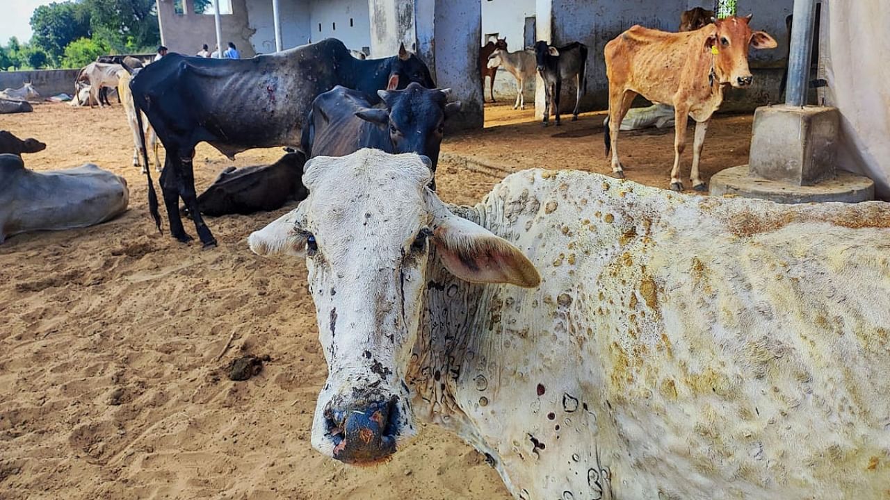 Cows infected with lumpy skin disease at a farm in Fatehpur. Credit: PTI Photo