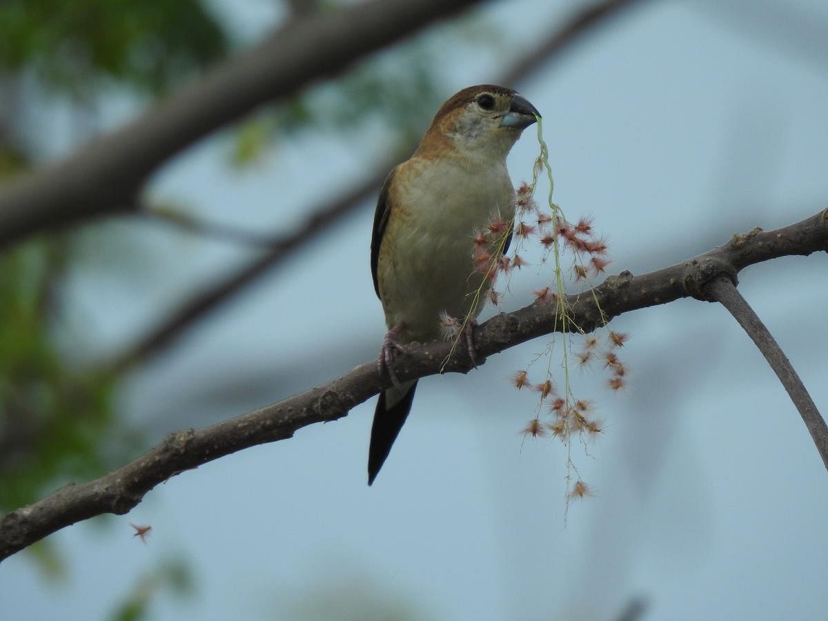 The dainty Indian silverbill holds a blade of rose natal grass (pic by author)