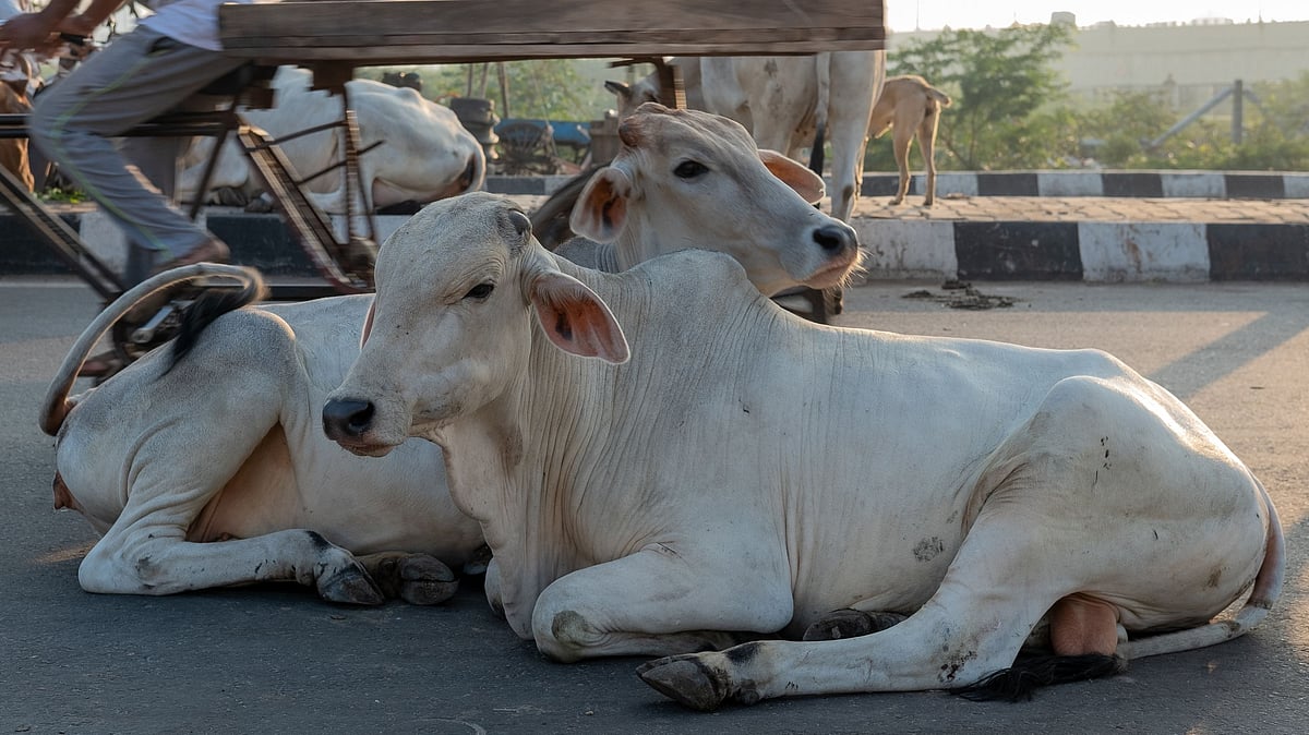 Cows Protest Gujarat's cattle shelters take to streets in protest, cows seen ...