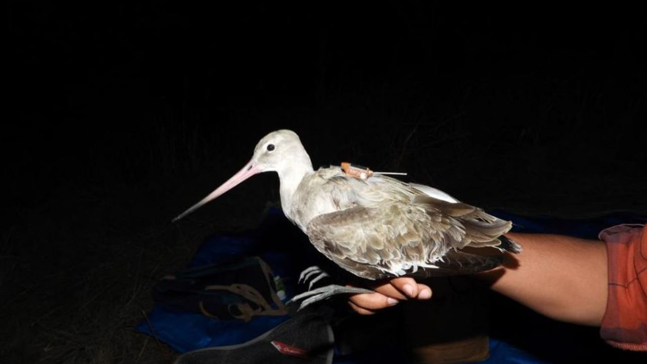 The bird has been named Bala after renowned researcher Dr D Balachandran. Credit: Twitter/@BNHSIndia