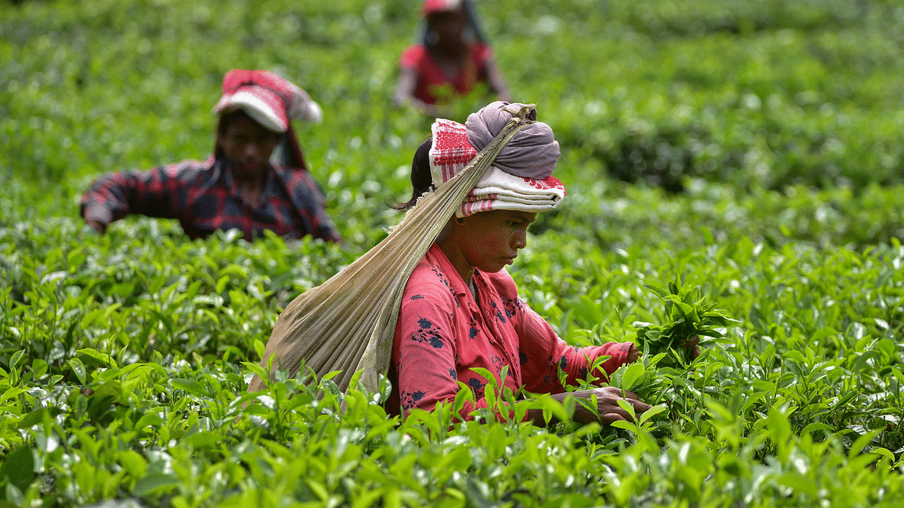 The Tea Research Station is the world’s oldest tea research station situated at Tocklai in eastern Assam’s Jorhat district. Credit: PTI Photo