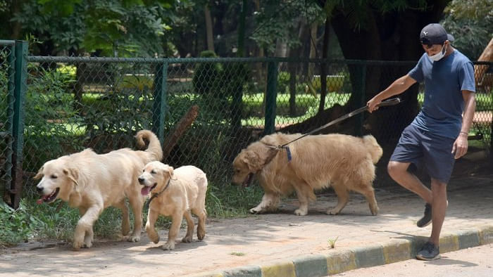 Dogs. Credit: DH Photo/S K Dinesh