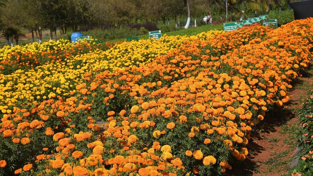 Seasonal increase in prices has motivated several farmers to turn to floriculture. Credit: DH File photo