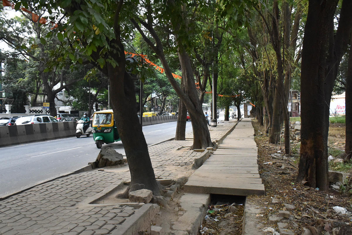 Civic authorities have proposed to widen a 600-metre stretch on Ballari Road by axing 58 trees between Mehkri Circle and Cauvery theatre. Credit: DH Photo/B K JANARDHAN