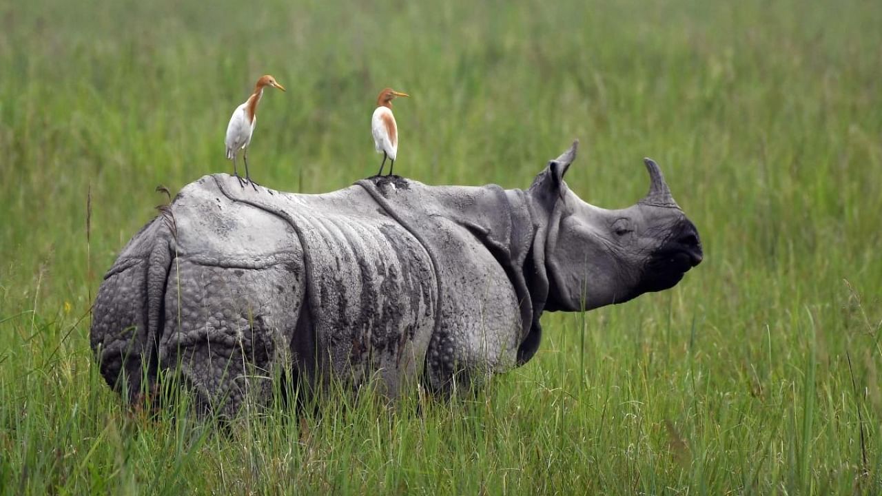 A one-horned rhinoceros in Kaziranga National Park. Credit: AFP File Photo