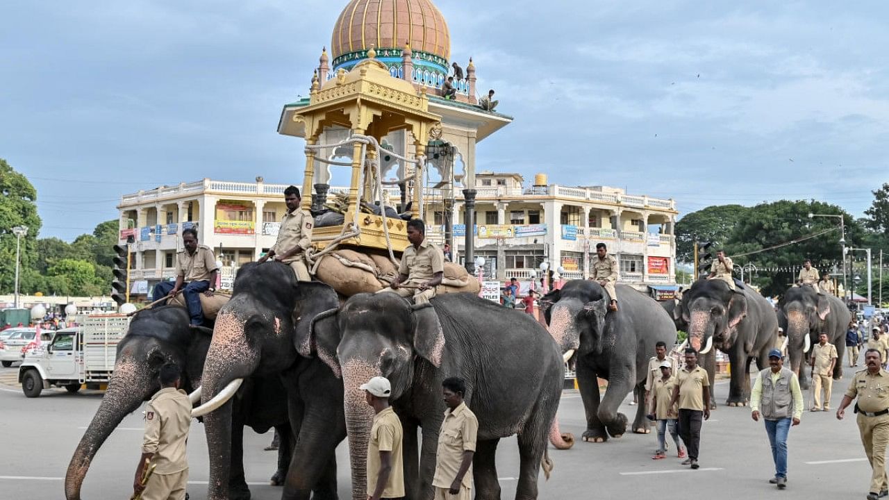 Elephants that will participate in Dasara festival. Credit: DH Photo