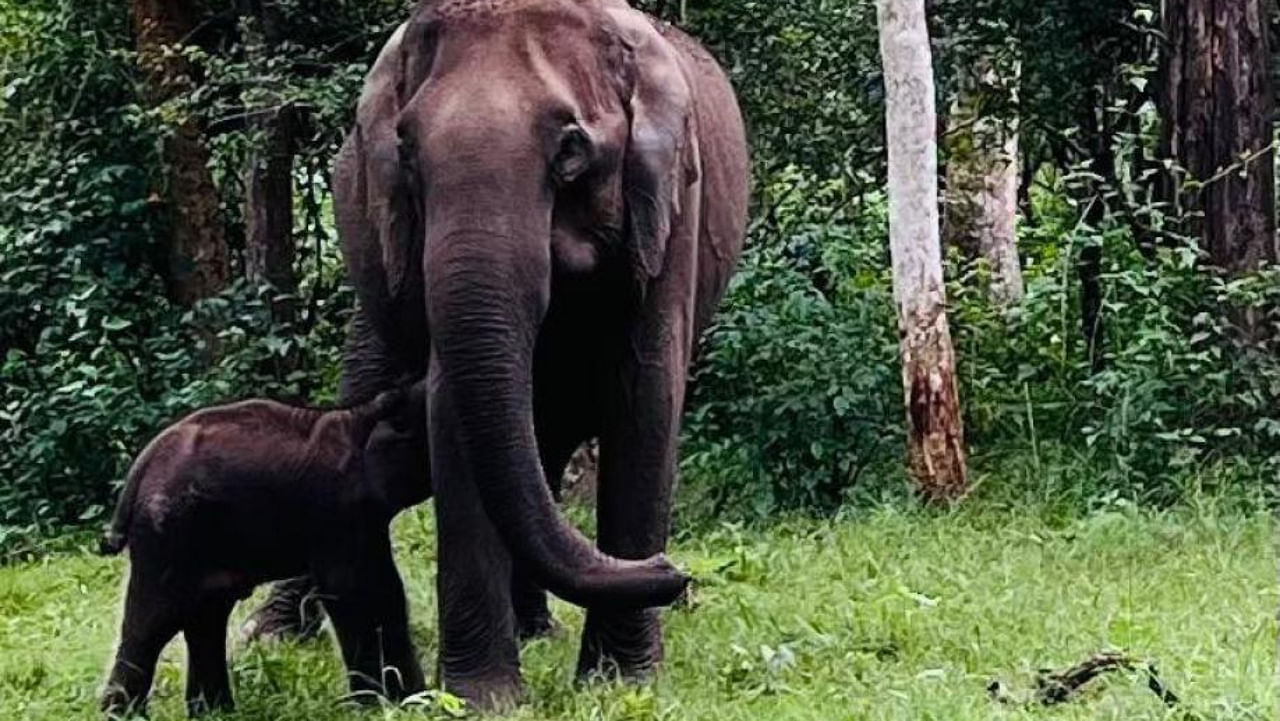 The photo of the elephant and its calf shared by Congress leader Rahul Gandhi on his Twitter account. Credit: Twitter/@RahulGandhi