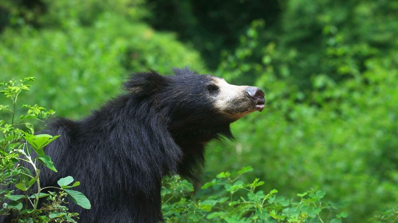 Sloth bear. Credit: Wildlife SOS