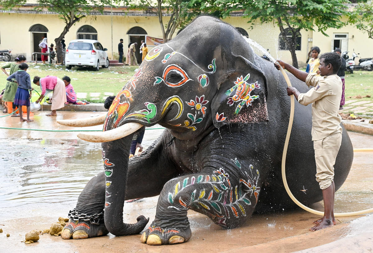 A Dasara jumbo relaxes with a cool bath, after the Jamboo Savari, on the premises of Mysuru Palace on Thursday. Credit: DH Photo/Anup Ragh T