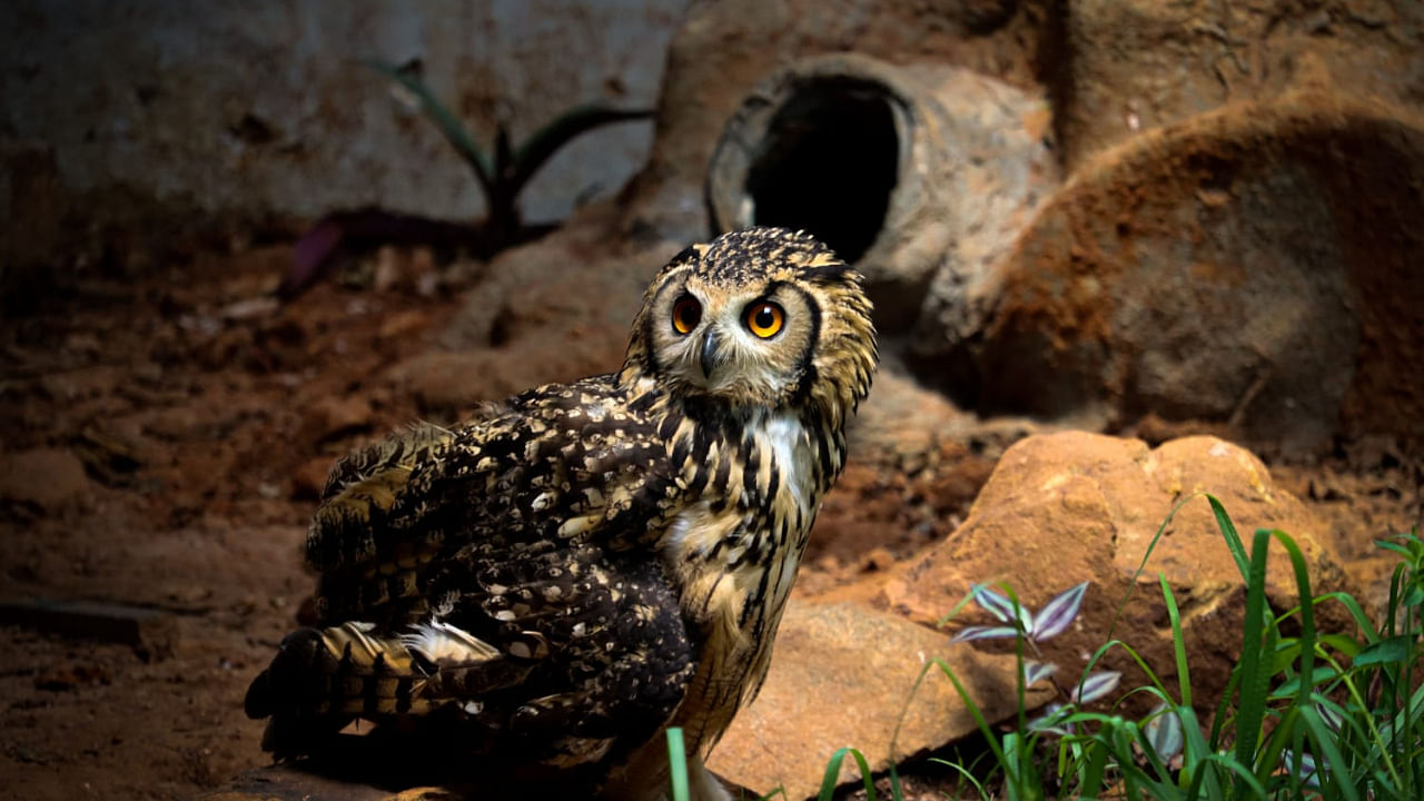 An Indian eagle-owl. Credit: Special Arrangement
