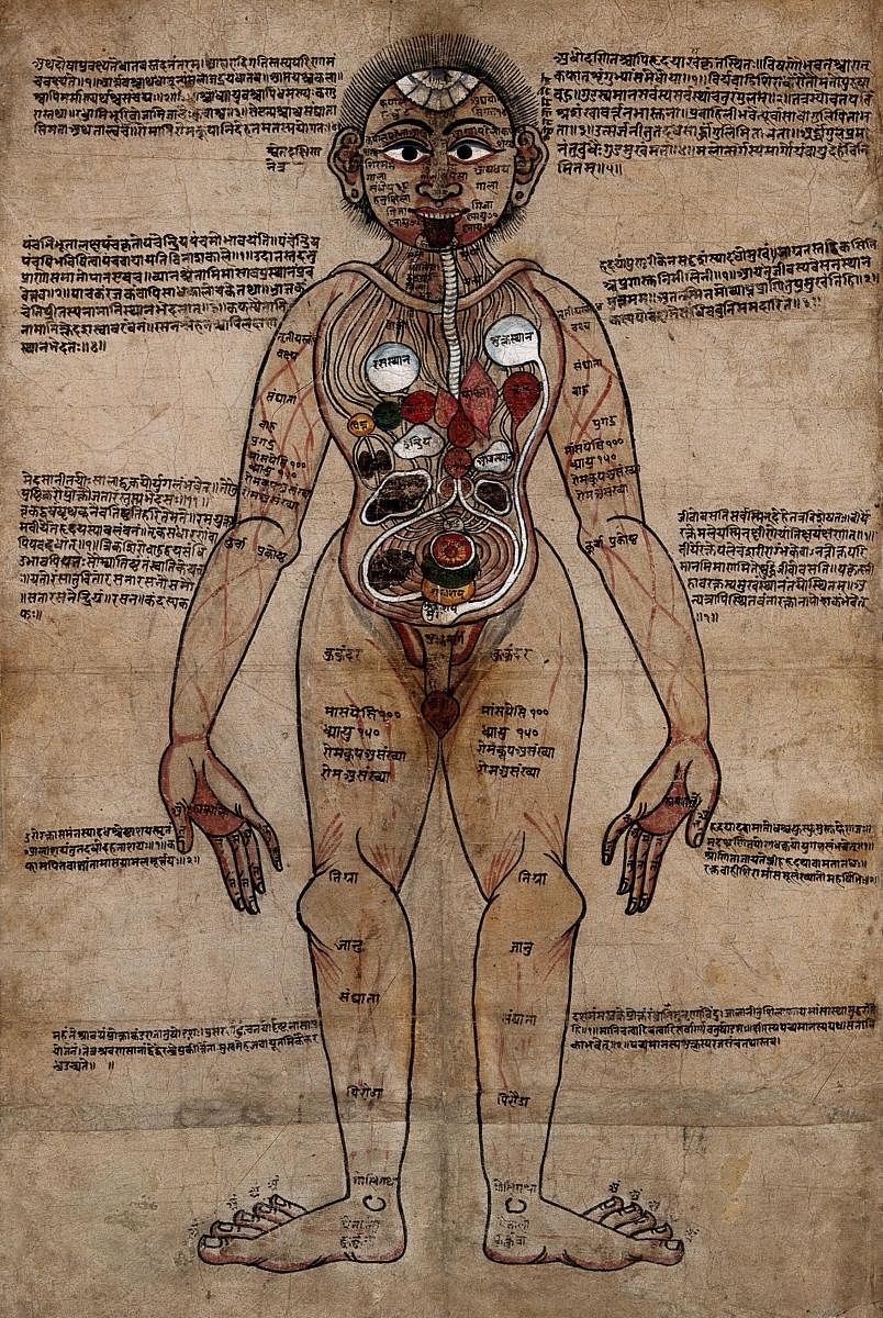 A human anatomical figure, Nepal, c1800, Gouache, with pen and ink. (Pic courtesy: Wellcome Collection)