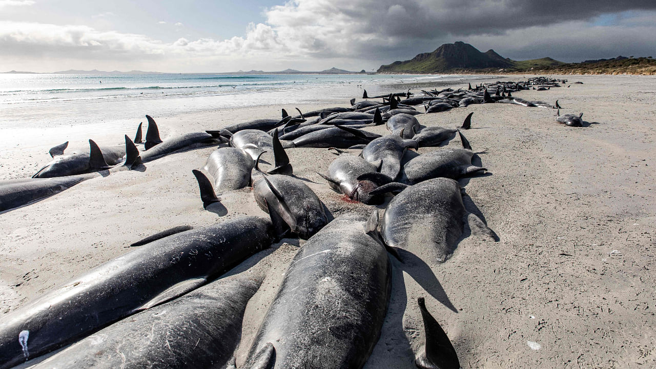 Carcasses of stranded pilot whales, some of hundreds that were found beached, on the west coast of New Zealand's remote Chatham Islands. Credit: AFP Photo