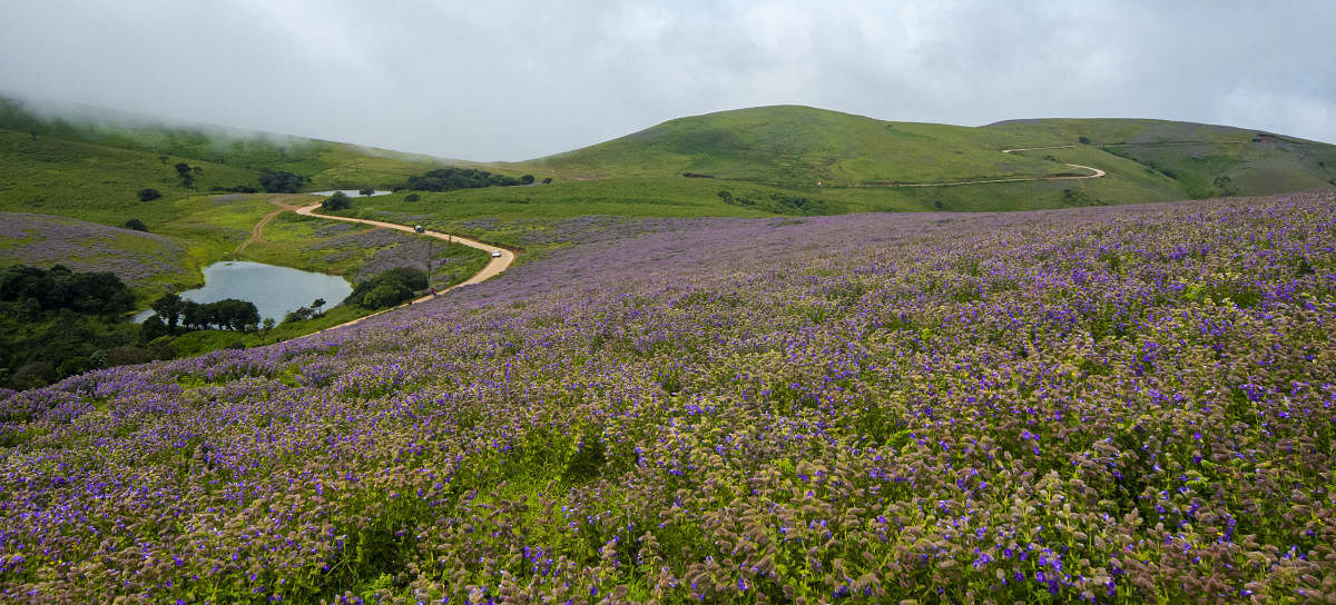 Neelakurinji at Chikkamagaluru. Photo by Ramu Mastaiah