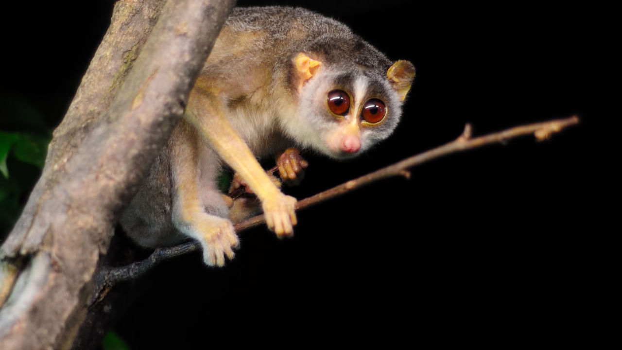 Slender Loris is a small nocturnal mammal. Credit: iStock Photo