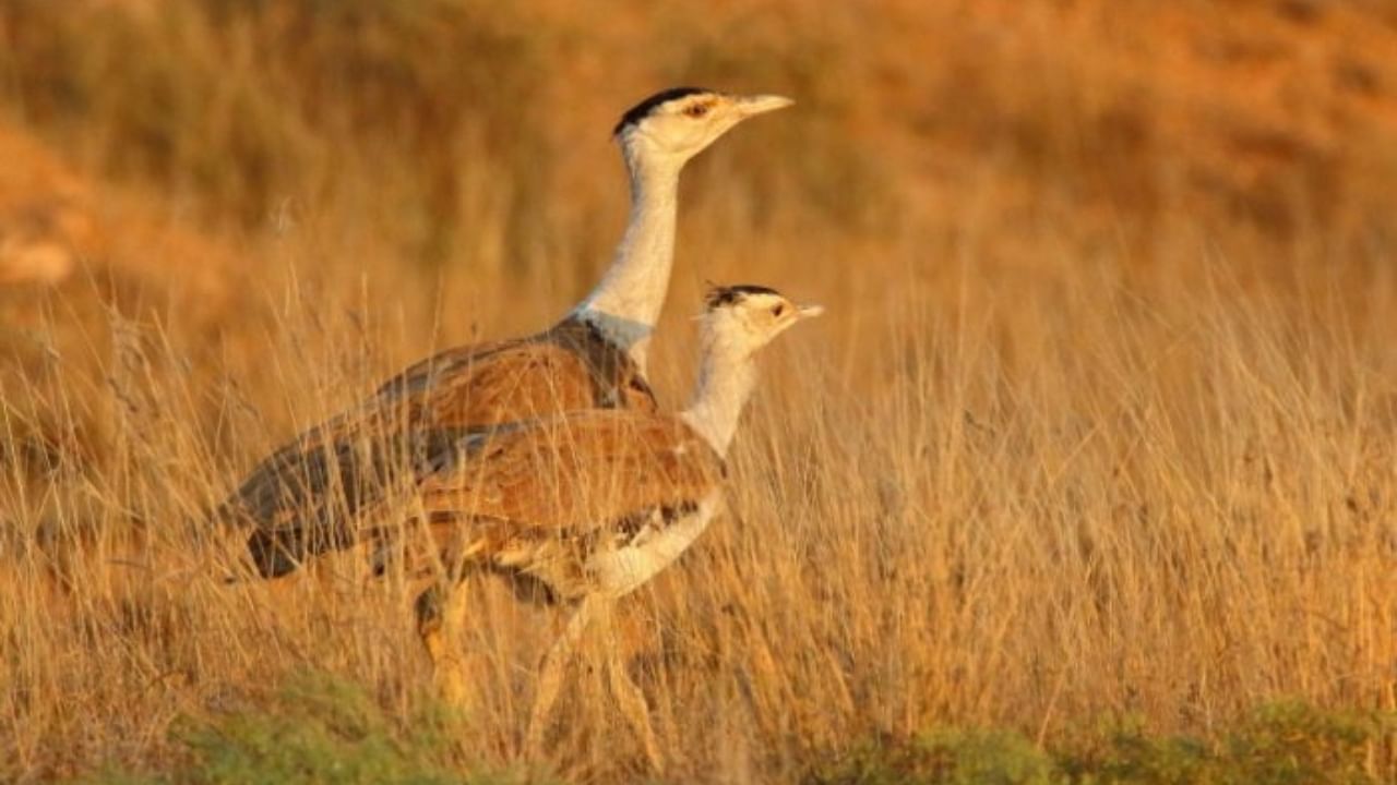 Great Indian Bustard. Credit: DH Photo