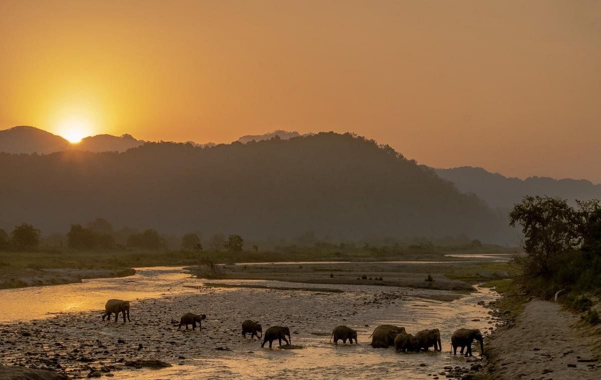 Jim Corbett National Park. DH PHOTO RAMU MASTAIAH