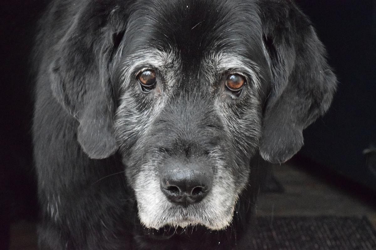 When our pets get old, they suffer from the same ailments that we do.
