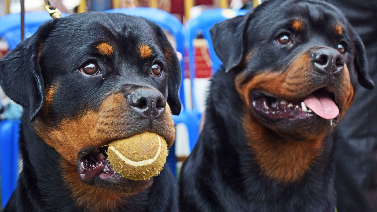 Rottweilers. Credit: DH Photo