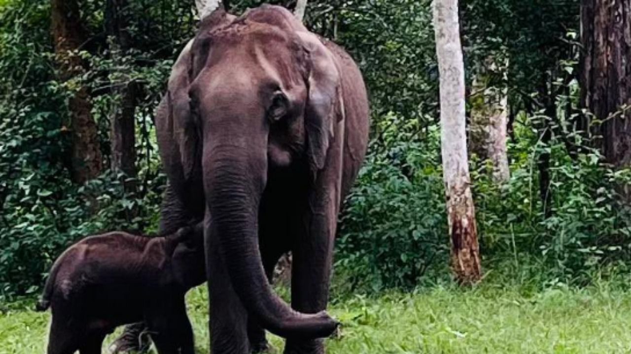 Elephant and injured calf. Credit: Twitter/@RahulGandhi