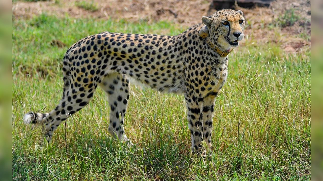 A cheetah inside a special enclosure of the Kuno National Park in Madhya Pradesh. Credit: PTI File Photo