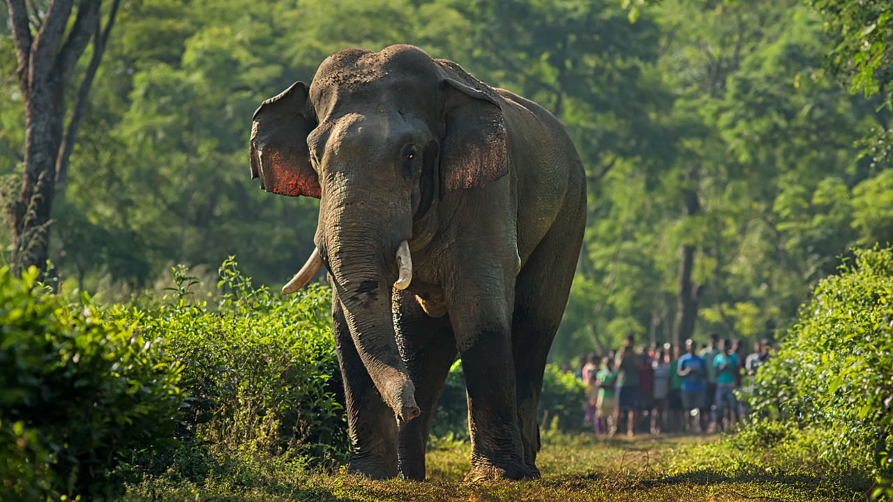 Assam houses the second highest number of wild elephants in India after Karnataka. Photo Credit: Avijan Saha