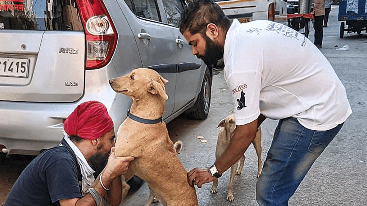  A street dog being vaccinated in NCR. Credit: PTI Photo