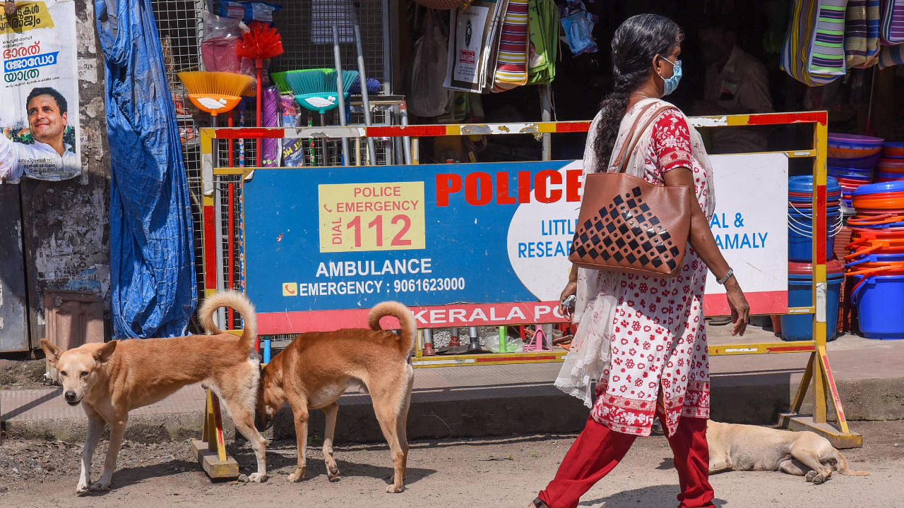 Stray dogs at the side of a road, amid an increase in cases of dog bites in Kerala, in Kochi, Wednesday, Sept. 14, 2022. Credit: PTI File Photo