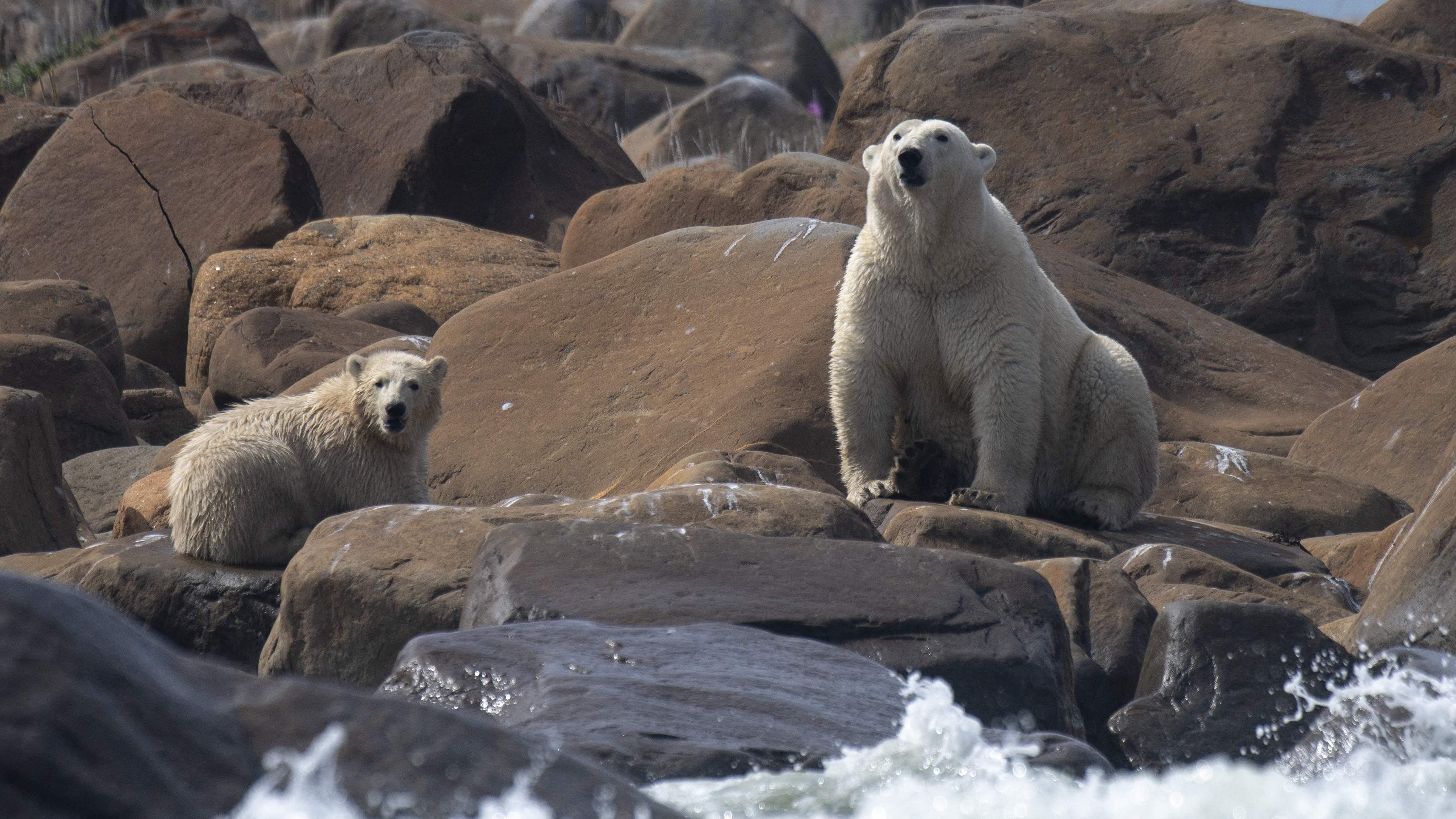 A female polar bear and her cub look for something to eat on the shoreline of the Hudson Bay near Churchill. Credit: AFP Photo